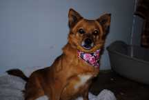 Niepepnosprawna Abby do adopcji