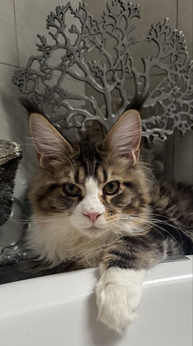 Caruso kocurek Meine Coon