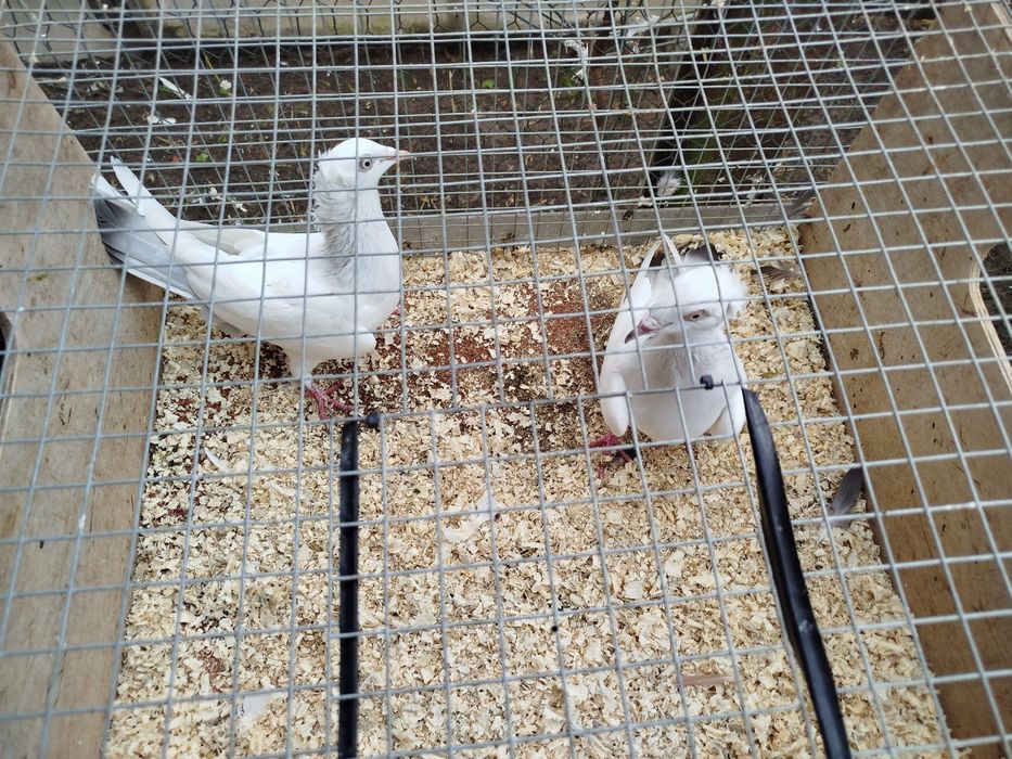 Gołębie perłowe koroniate