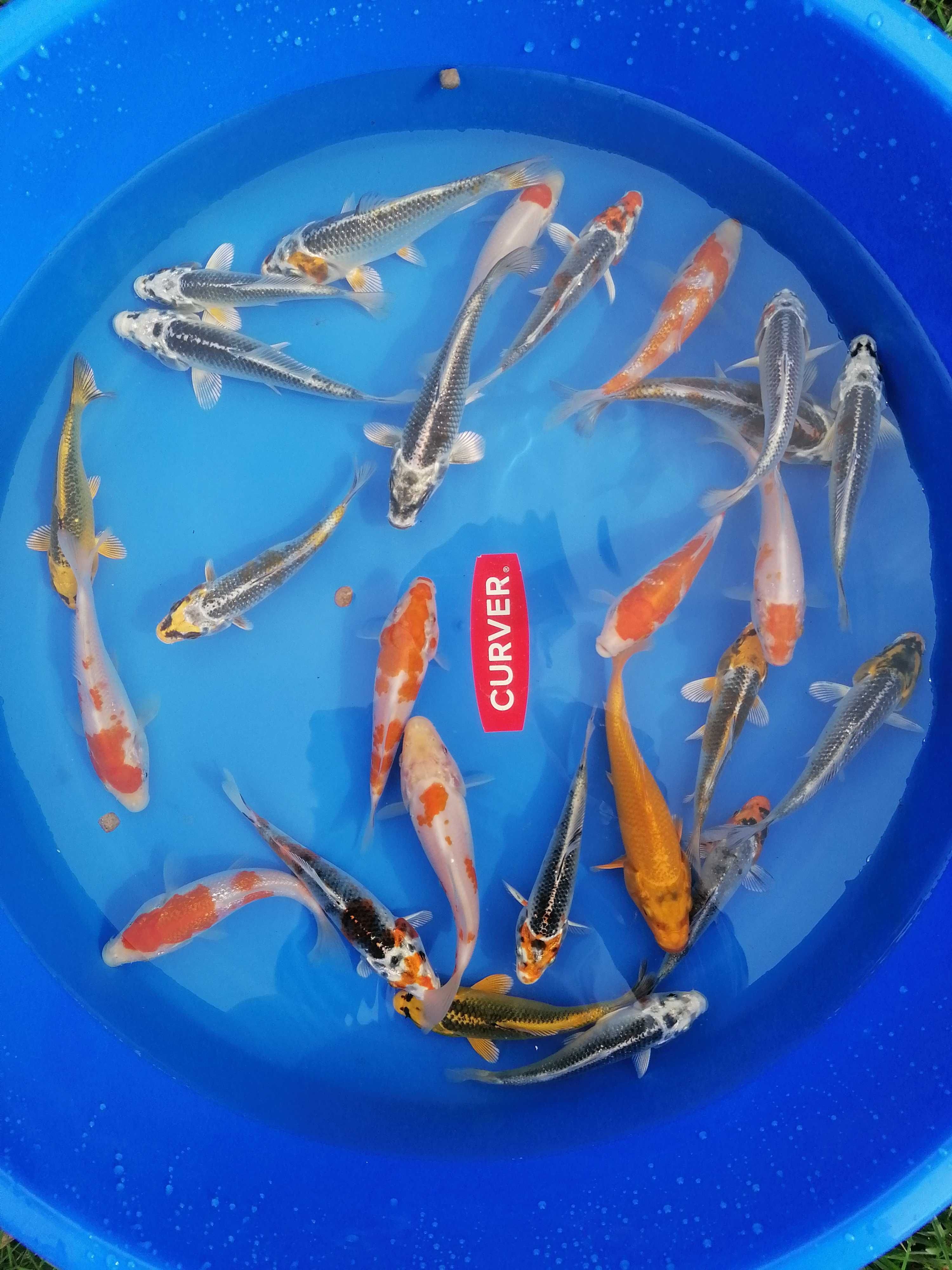Ryby do oczek wodnych, rybki kolorowe, karp koi ,Jesiotr