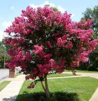 LAGERSTROEMIA BEZ POŁUDNIA - sadzonki 100cm w don.