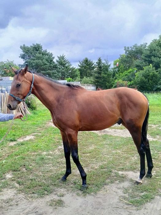 Sprzedam łagodnego ogiera pełnej krwi angielskiej z dobrym ruchem