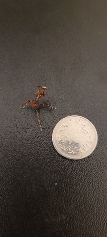 Modliszka Phyllocrania paradoxa