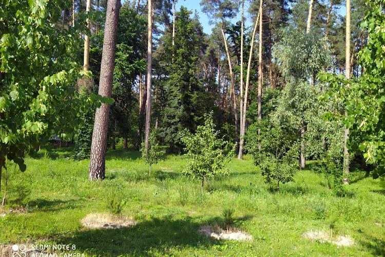 Віта - Поштова. Глейки. Ліс.  98 000 дол. Терміново