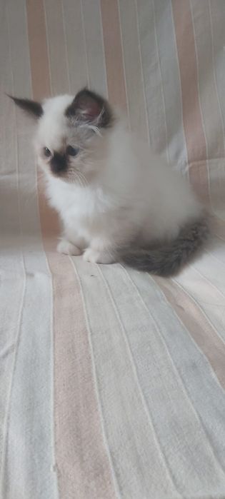 Sagrado da Birmânia