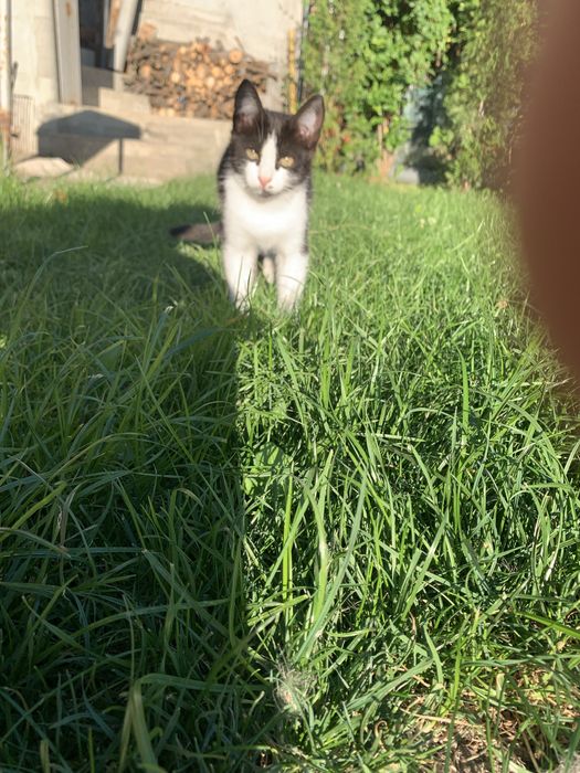 Котик  6 місяці віддам в добрі руки(безкоштовно) Привезу