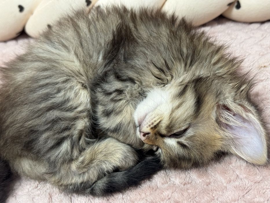 Кошеня, трьохмасне.