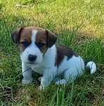Jack Russell Terrier- rodowód ZKwP