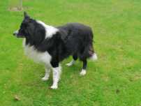 border collie pies sprzedam krycie