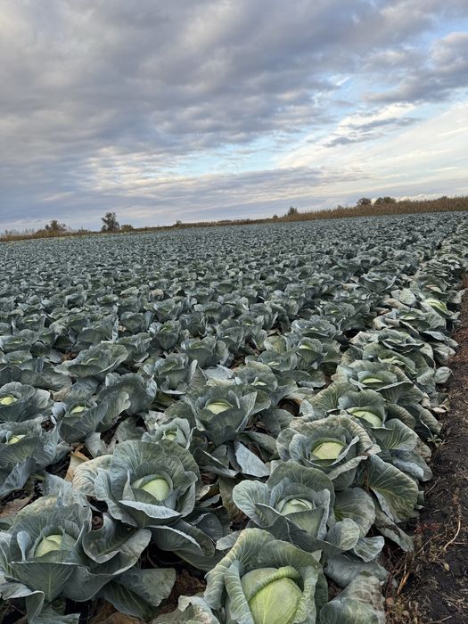Капуста, картопля, морква