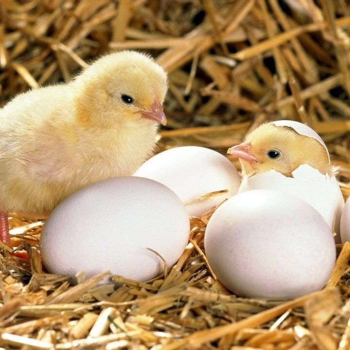 Інкубаційні яйця птиці