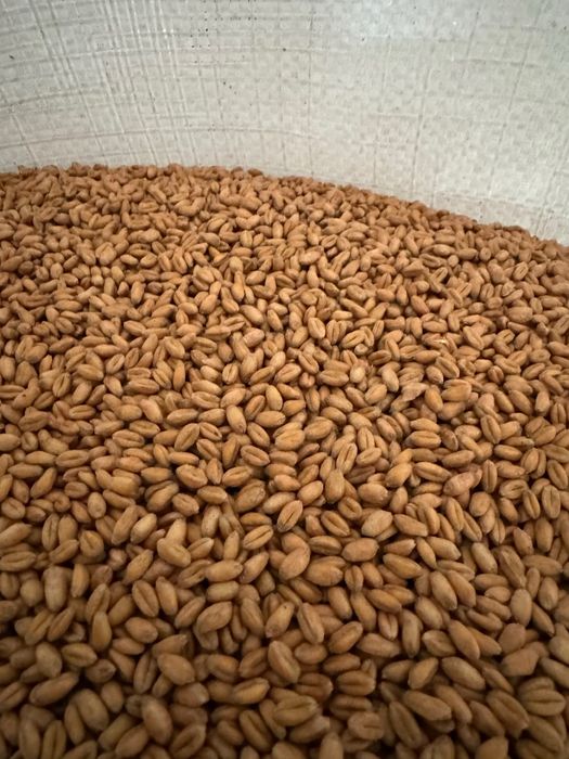 Насінева пшениця РЖТ РЕФОРМ