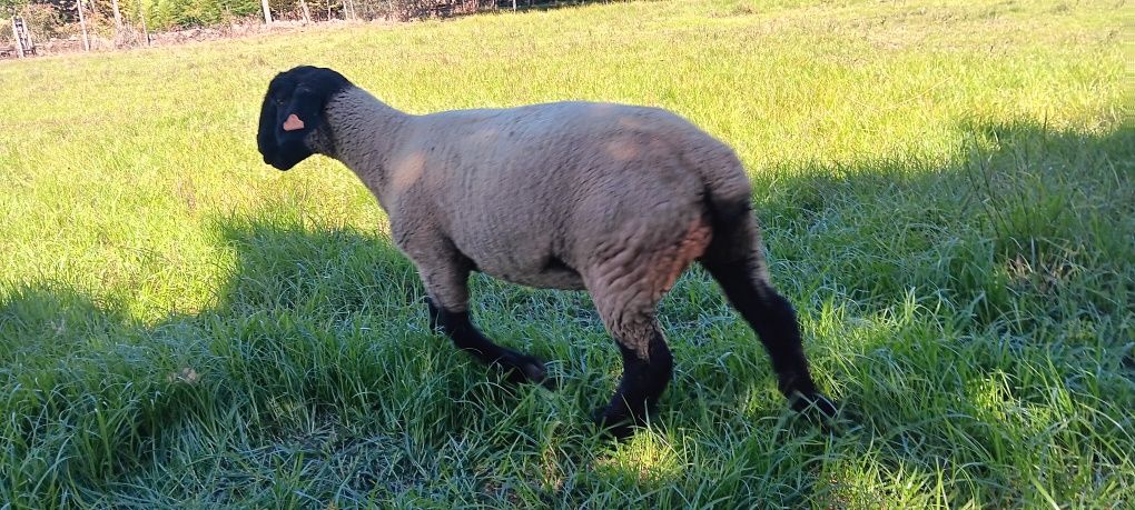 Vendo ovelha suffolk