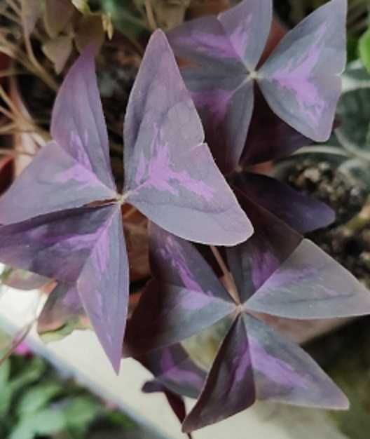 Кислица (Oxalis)   резомы