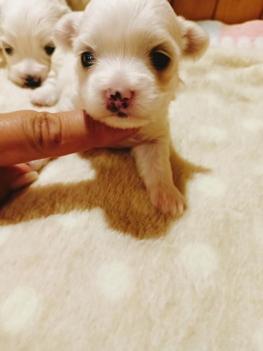 Maltipoo przepiękne maleństwa