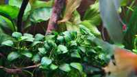Anubias mini roślina akwariowa