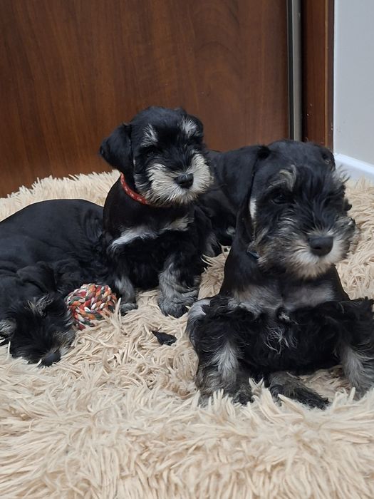 Sznaucer miniaturowy 8tyg z rodowodem