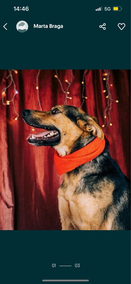 Cãozinho com 1 ano para adoção responsável