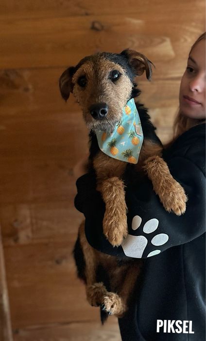 Roczny Terrier Pixel szuka domu. Za darmo
