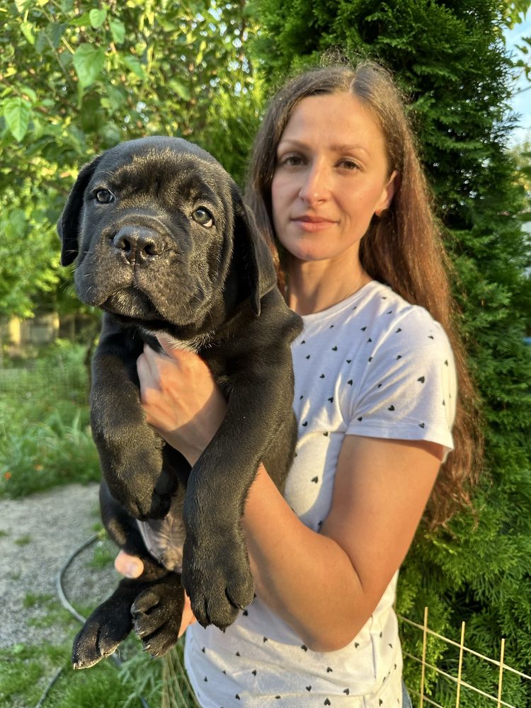 Чорний хлопчик Кане Корсо Мел 2міс – щеня з родоводом