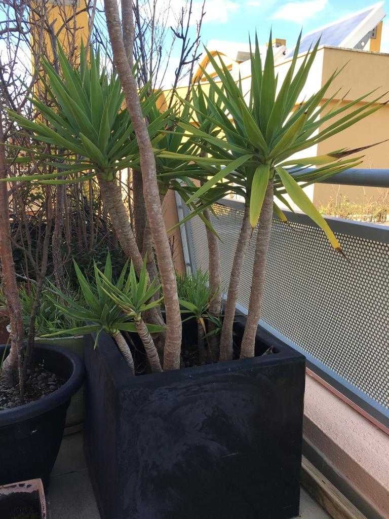 Planta gigrante Yucca com vaso grande