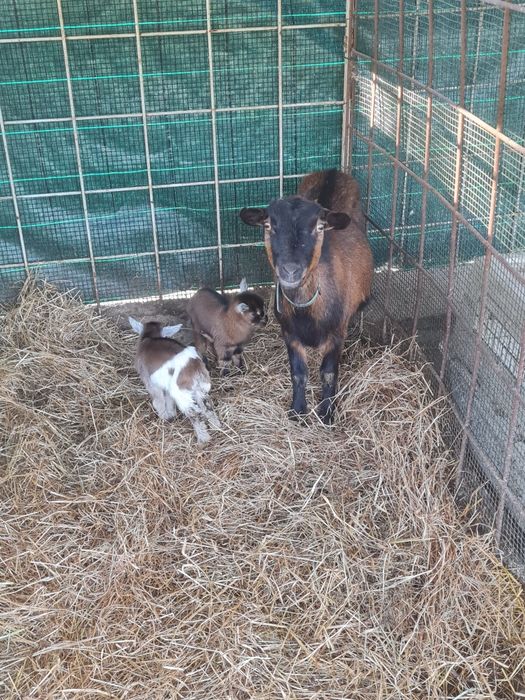 Vendo cabra anã com cabritinhos
