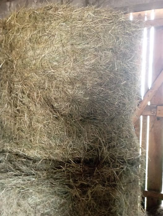 Sprzedam siano w balotach