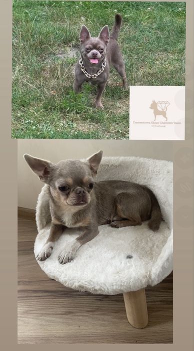 Chihuahua piękny piesek lilac tan z białymi znaczeniami