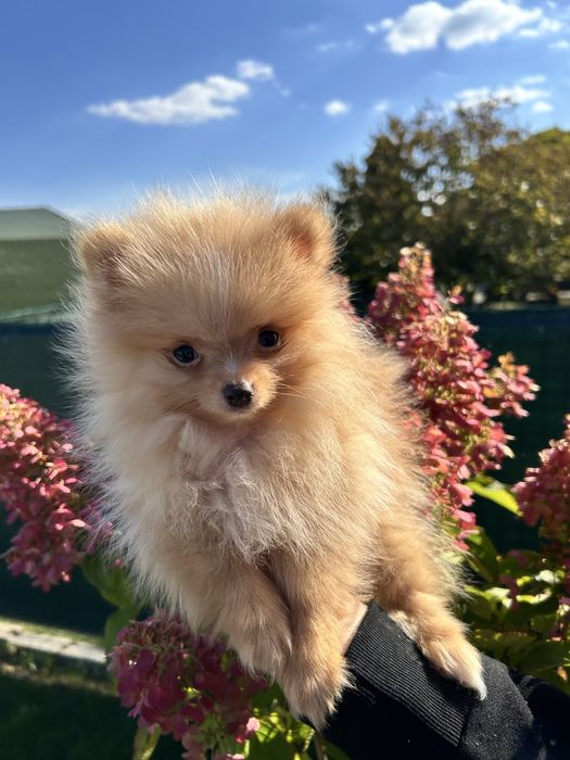 Piękny szpic miniaturowy pomeranian