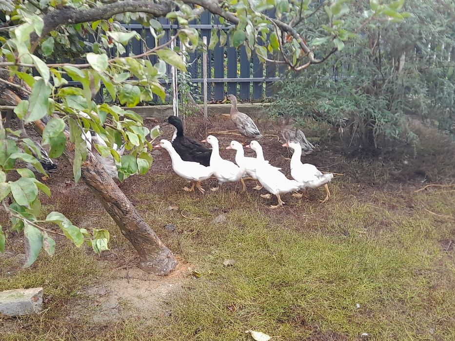 Kaczki francuskie, staropolskie, biegusy