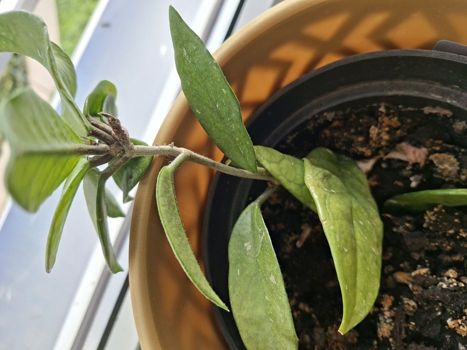 Hoya, roślina doniczkowa