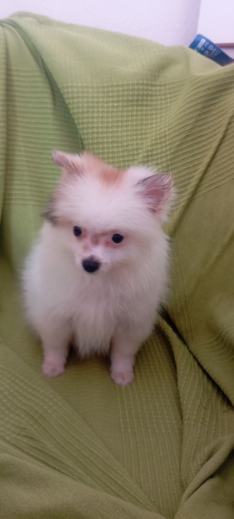Spitz anão menina