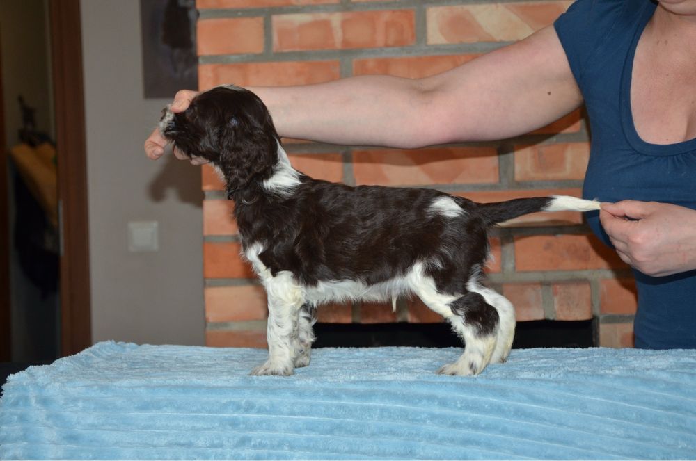 szczeniak piesek rasy springer spaniel angielski