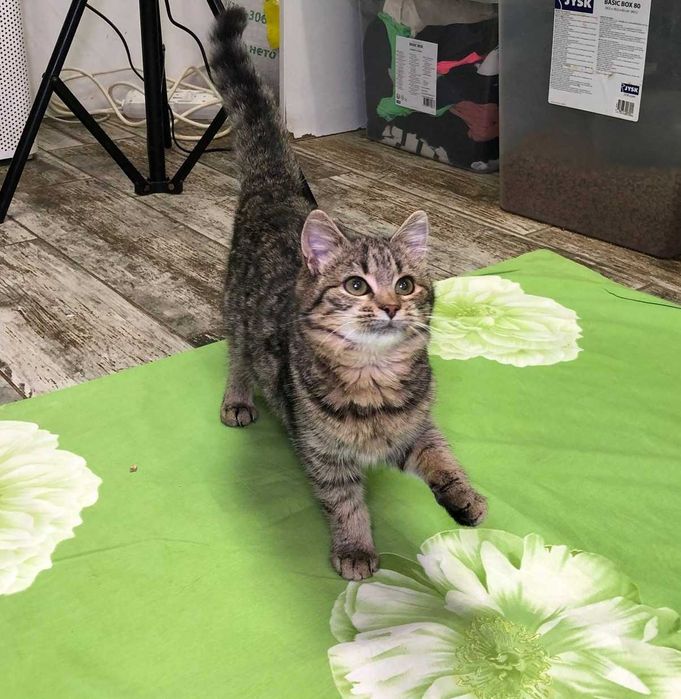 Красивая полосатая девочка-котёночек Мими, возраст около 3.5–4 месяцев