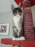 Kocurek Maine coon poli