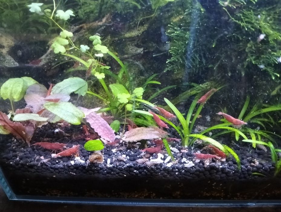 Packs para aquário guppys/camarões/plantas/enguias de vinagre