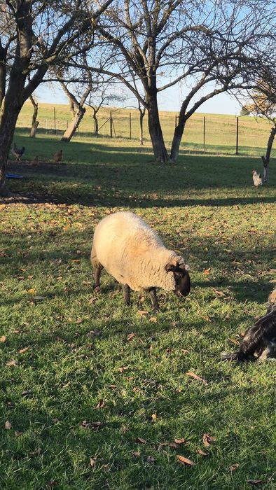 Baran tryk czarnogłówka