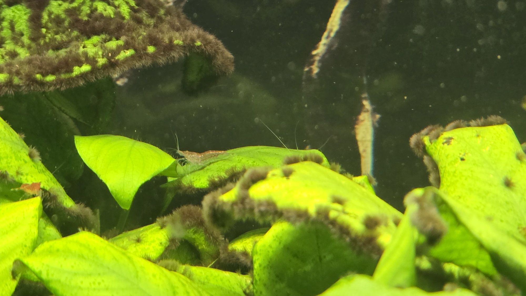 Krewetki red cherry