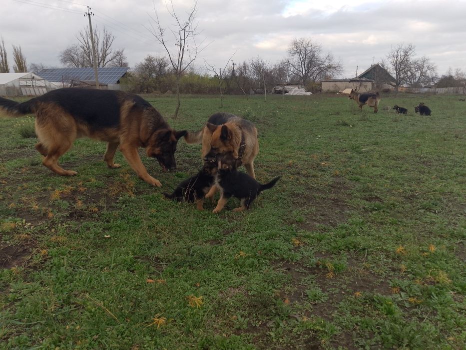 Продам цуциків Німецької вівчарки