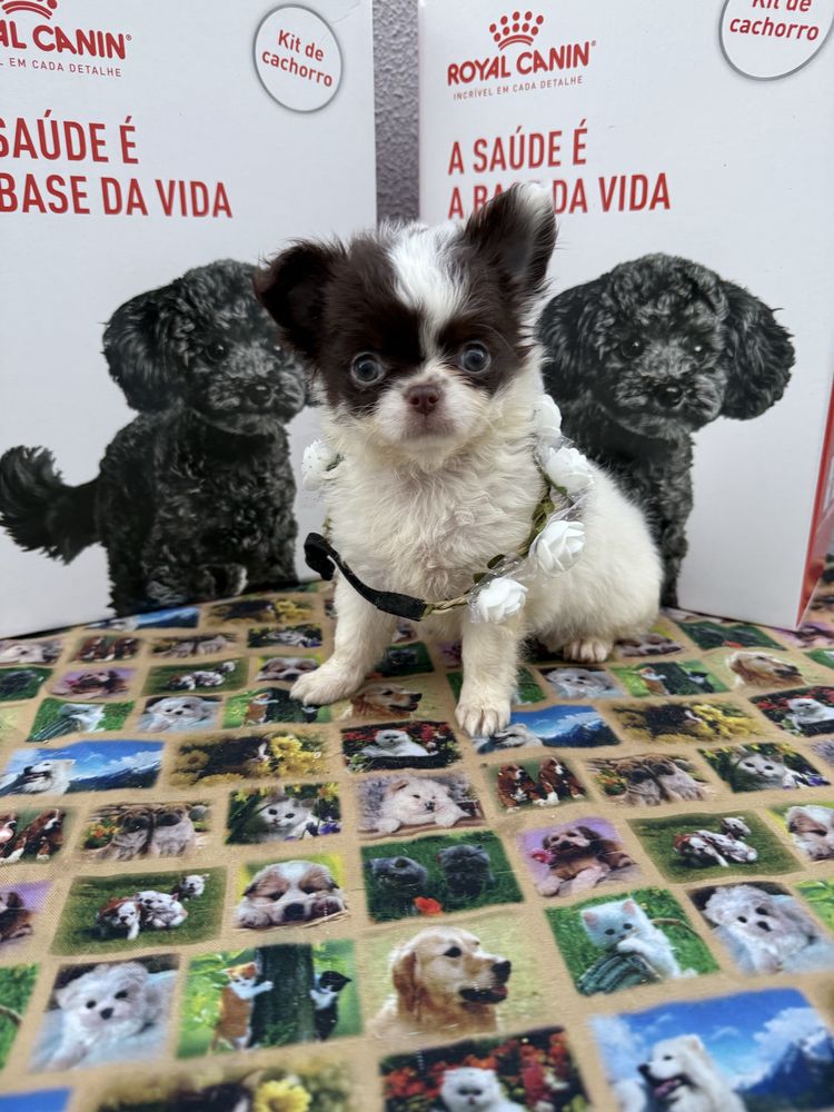 Lindissima Mini Menina chihuahua  pêlo longo