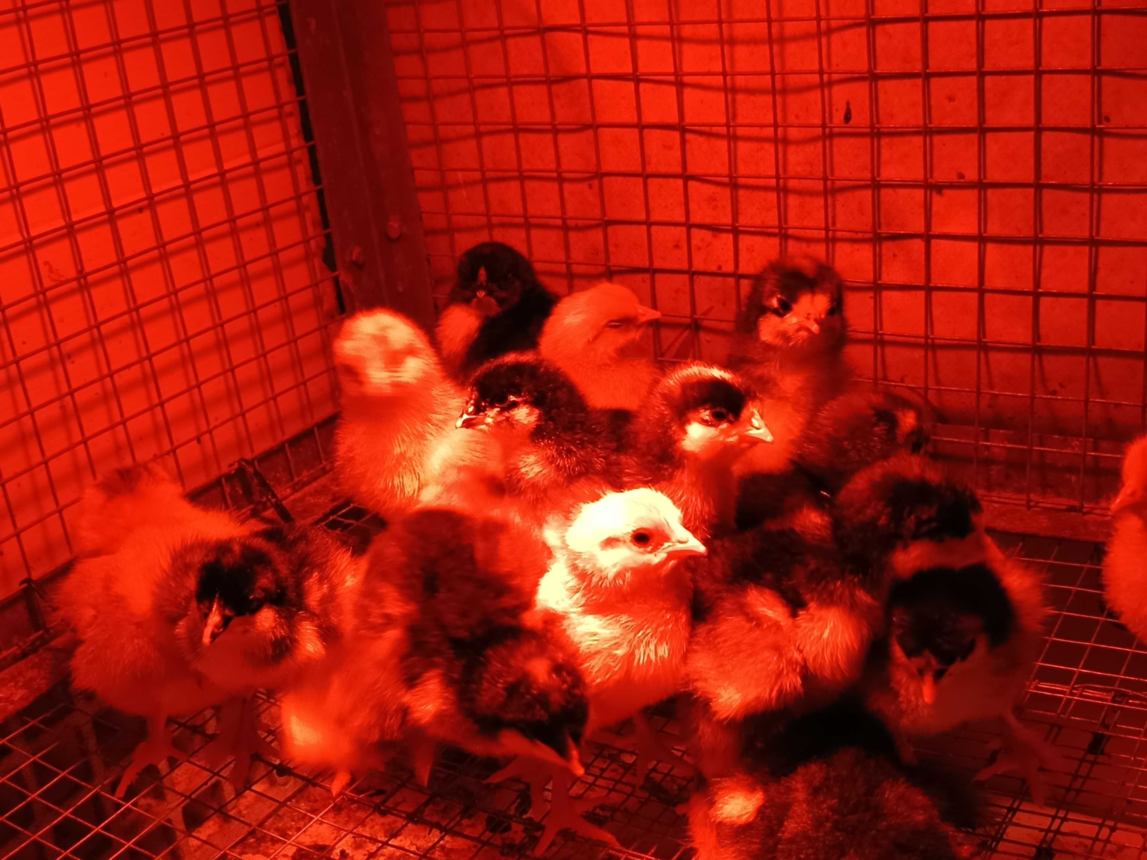 Pintos de várias raças puras