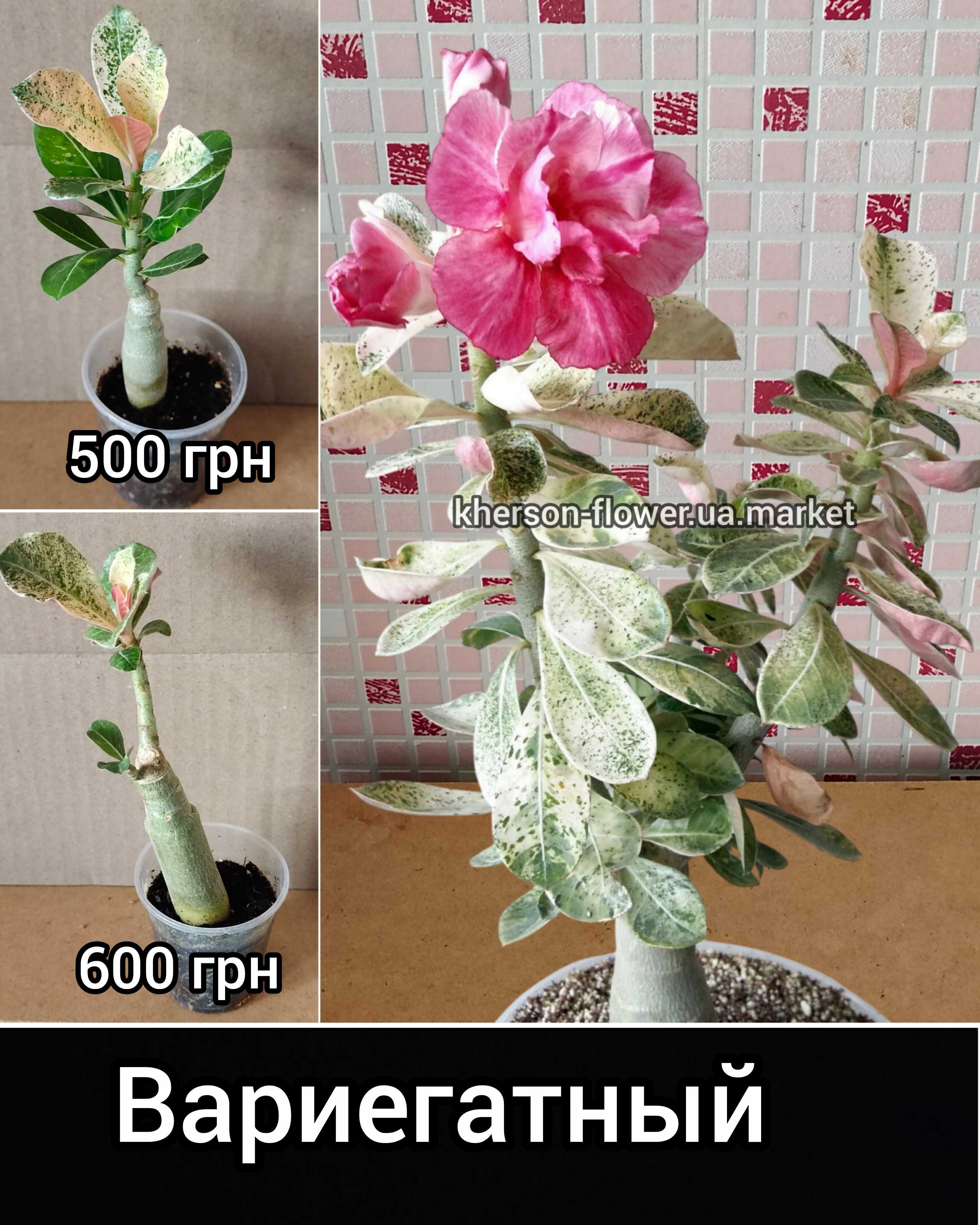 Адениум привитый белый махровый