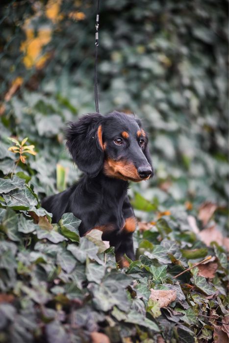 Шикарнюча дівчинка з родовідом