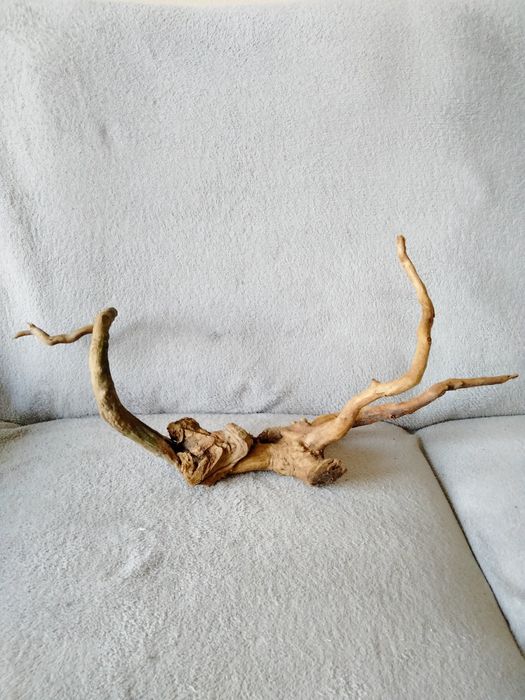 Piękny korzeń do akwarium