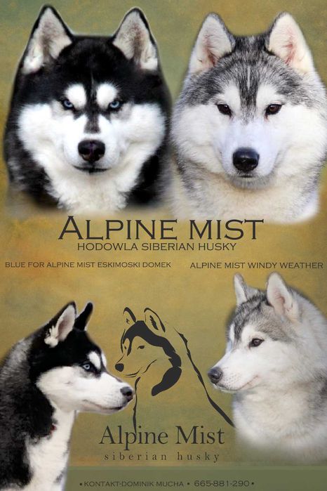 Siberian husky samiec srebrno-biały, odbiór grudzień  ZKwP FCI