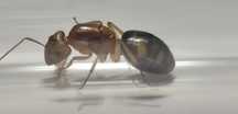 Camponotus maculatus subnudus – królowa z potomstwem