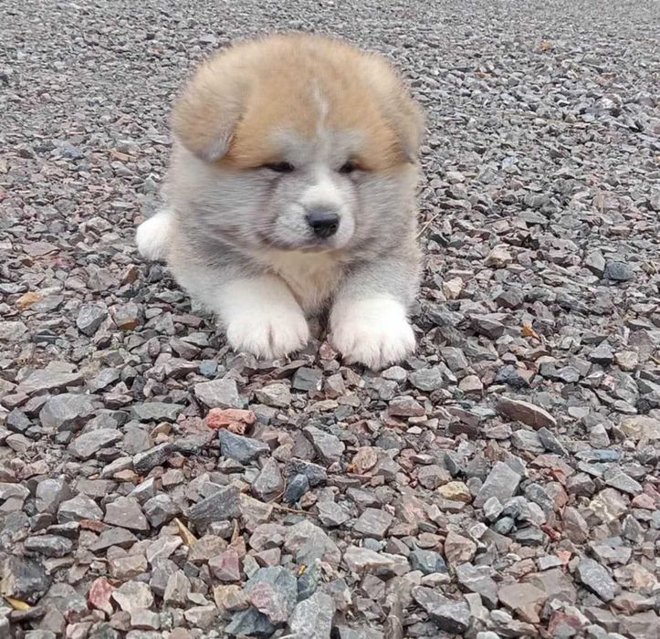 Akita Inu piesek czerwony