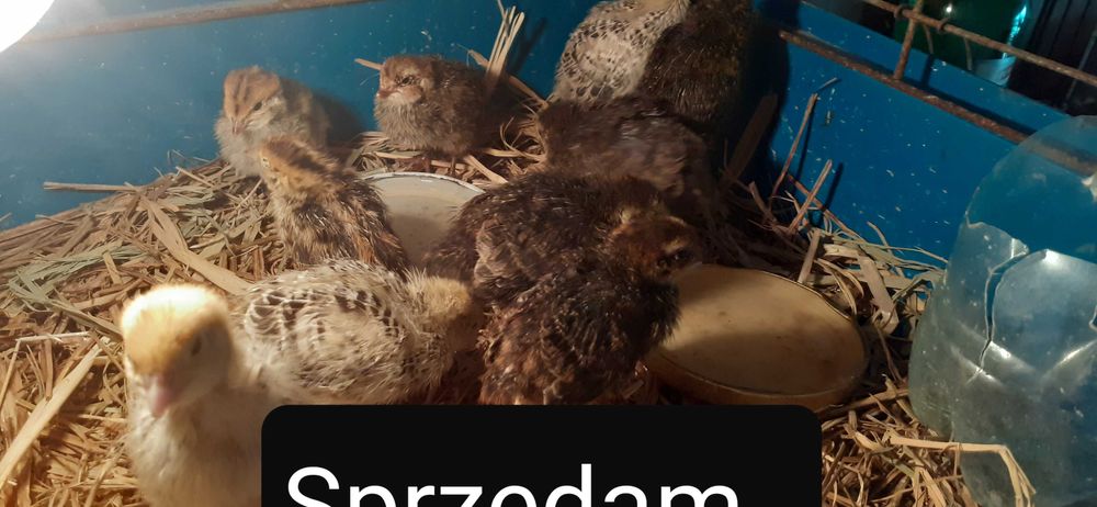 Sprzedam przepiórki