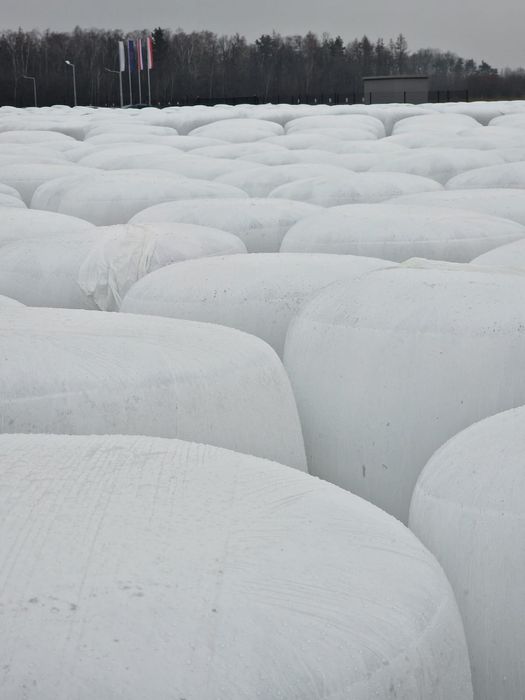 Wyslodki buraczane w balotach