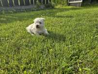 West highland white terrier ostatnia suczk